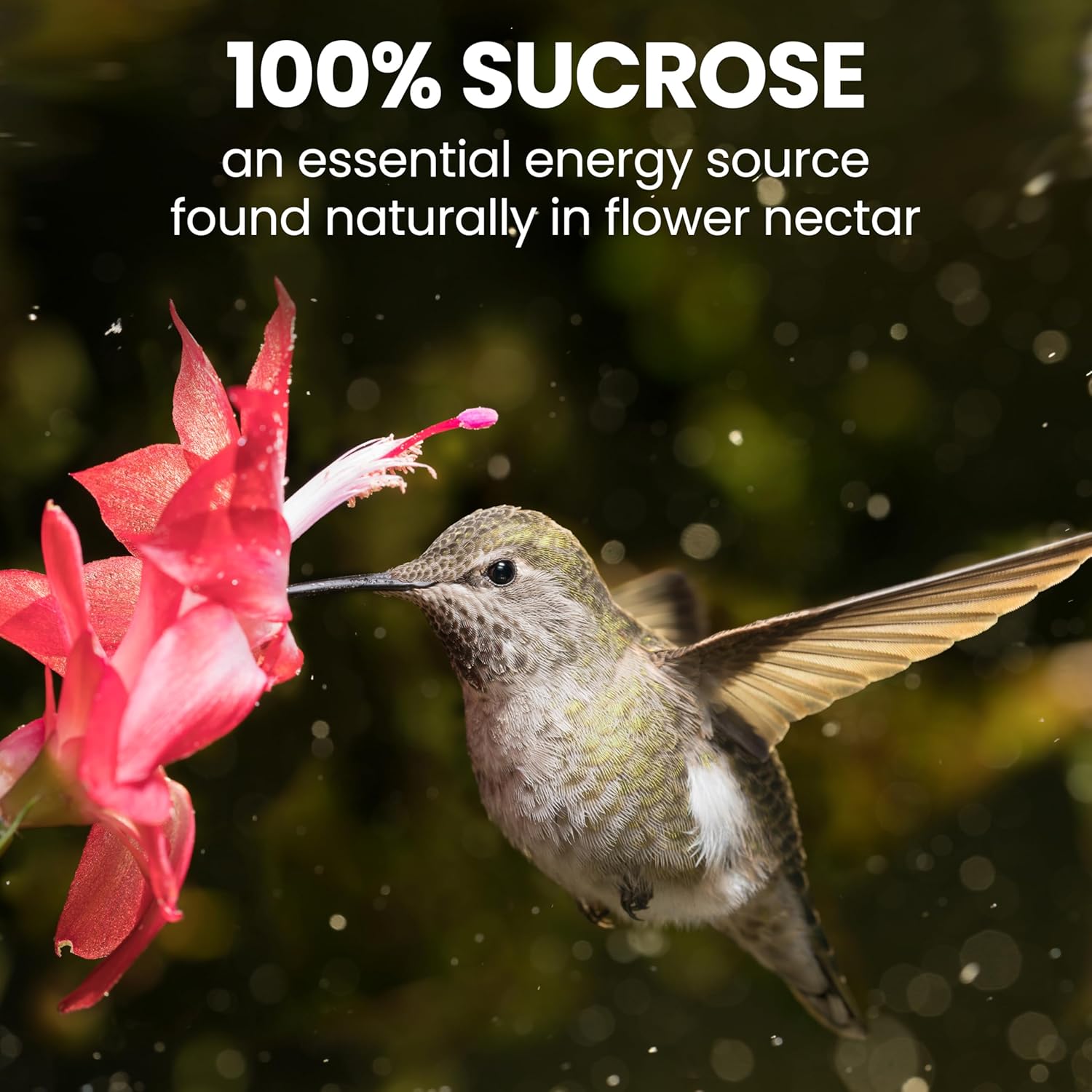 Perky-Pet Hummingbird Nectar Concentrate, 32 oz Red Liquid Bird Food