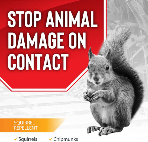 Squirrel Stopper Repellent Spray - Chipmunk & Squirrel Deterrent for Bird Feeders, Garden & Homes - Weather-Resistant Formula - Scent, Taste & Touch Barrier - Safe Around Kids & Pets - 1 Gallon