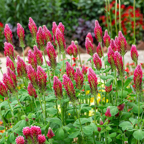 Outsidepride Crimson Clover Seeds - 2 lbs. Annual, Nitrocoated, & Inoculated Ground Cover Seeds, Ideal Clover Seed for Lawn, Cover Crop, Pasture, Hay, Green Manure & Wildlife Forage