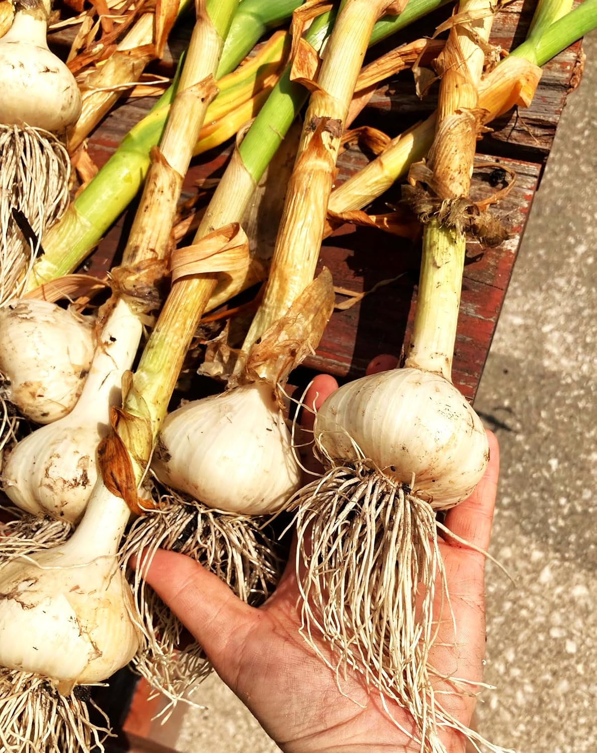 TomorrowSeeds - Music Hardneck Garlic Seed - 4 Bulbs - for Garden Planting Grow Porcelain White Musik Heads Perennial 2026