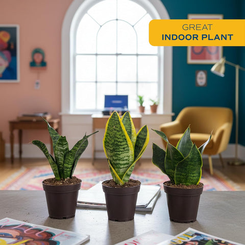 Costa Farms Snake Plant, Live Indoor Plants, Air Purifying, Easy Low Light