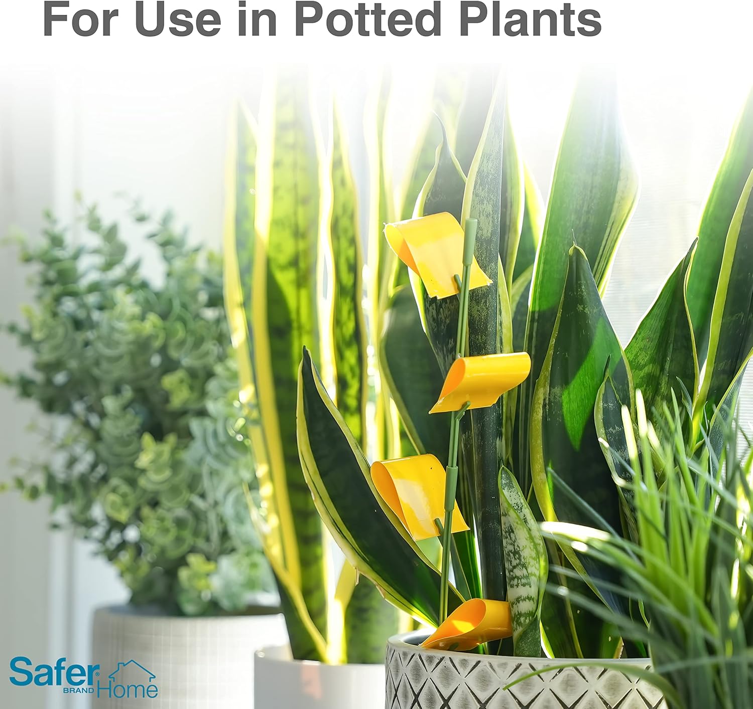 Safer Brand Home SH5026-3SR Houseplant Sticky Stake Insect Traps for Indoor Plants - 48 Traps Included - Controls Aphids, Whiteflies, Fruit Flies, Fungus Gnats, and Other Insects