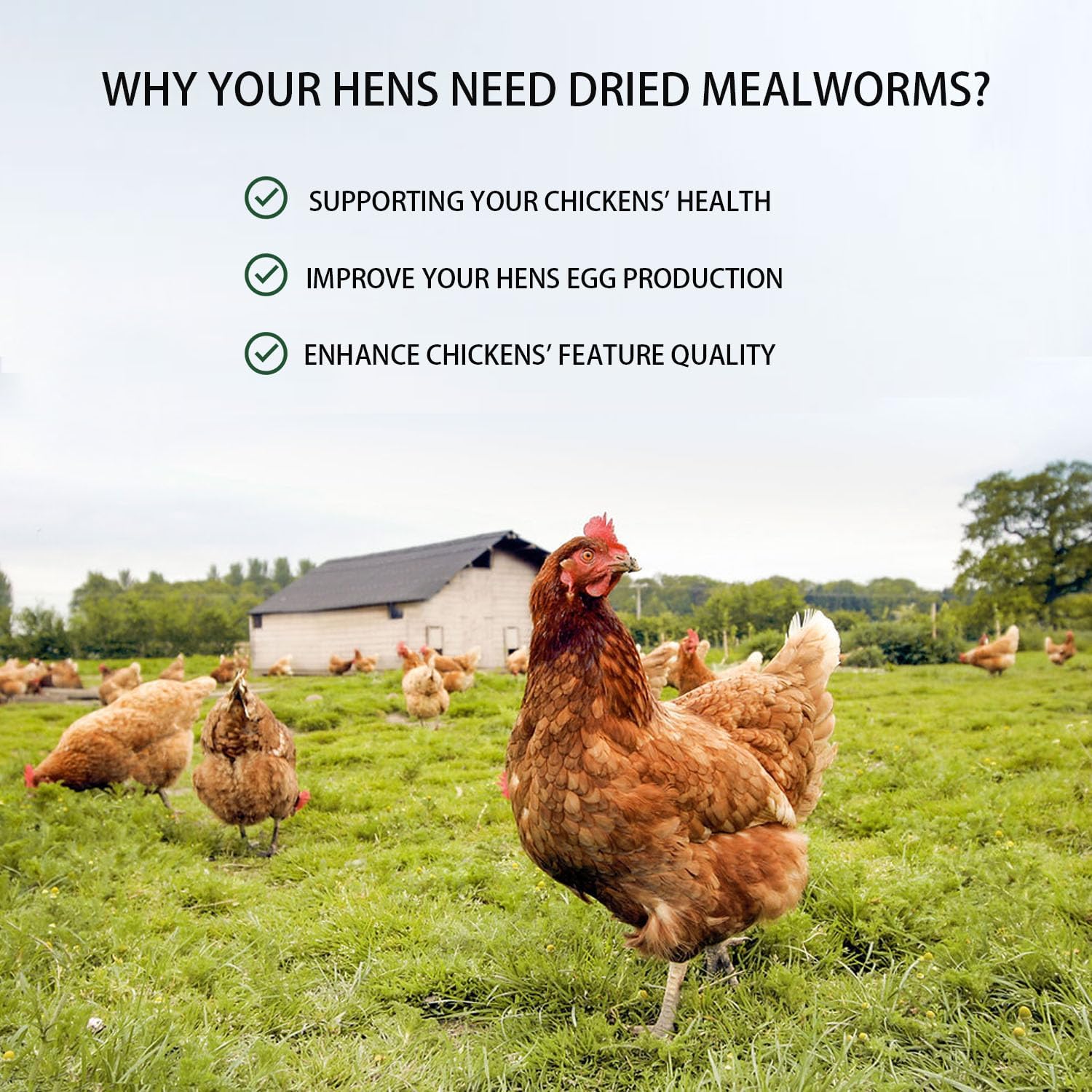 Dried Mealworms 5LB Pure Natural Chicken Treats for Laying Hens Wild Birds