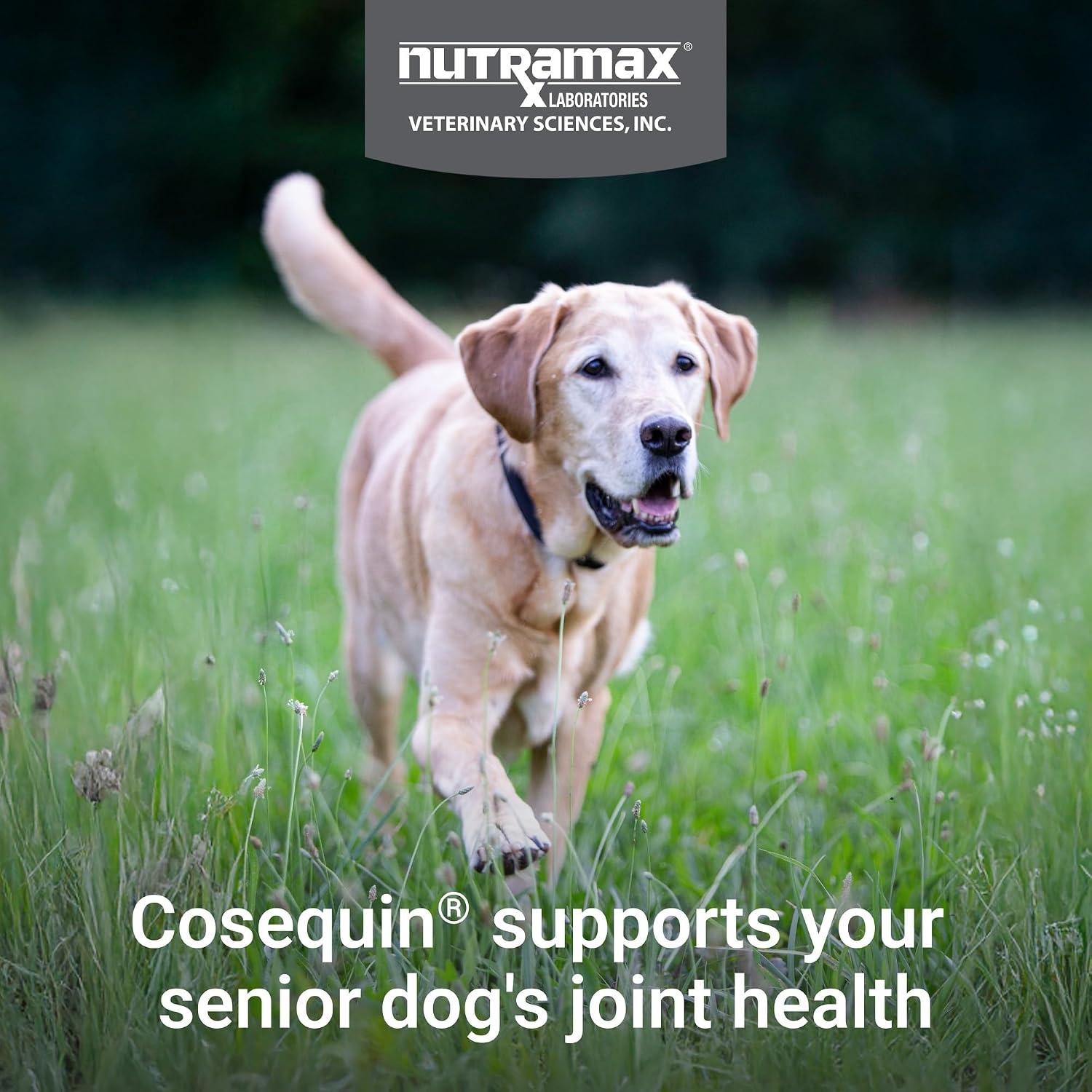Nutramax Cosequin Dog Joint Supplement for Senior Dogs, Soft Chews, 120ct