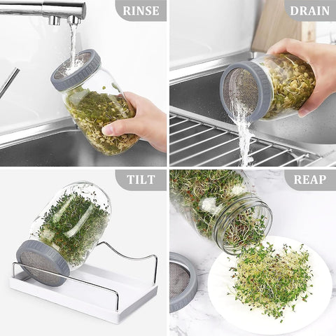 Organic Seed Sprouting Jar Kit – 2 × 32 oz Wide-Mouth Mason Jars with Stainless-Steel Sprouter Lids & Stand, Blackout Sleeves, Drain Tray – Grow Broccoli, Alfalfa & Bean Microgreens