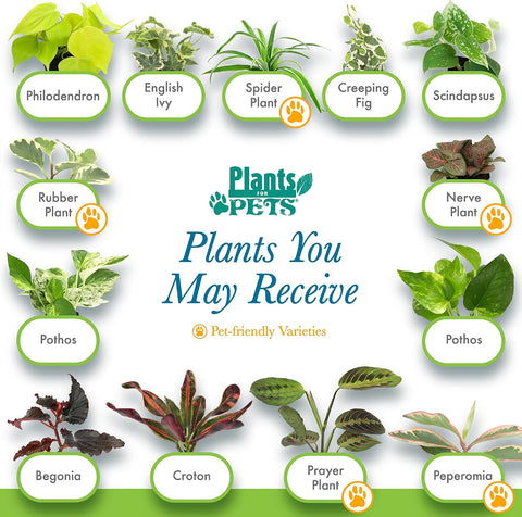 Easy to Grow Live Houseplants (6 Pack), Deluxe Collection of Assorted Air Purifying Indoor Plants, Peperomia, Spider Plants, No Duplicates, Pothos, Easy Plant Care, 2 in Pots, Begonia, Croton