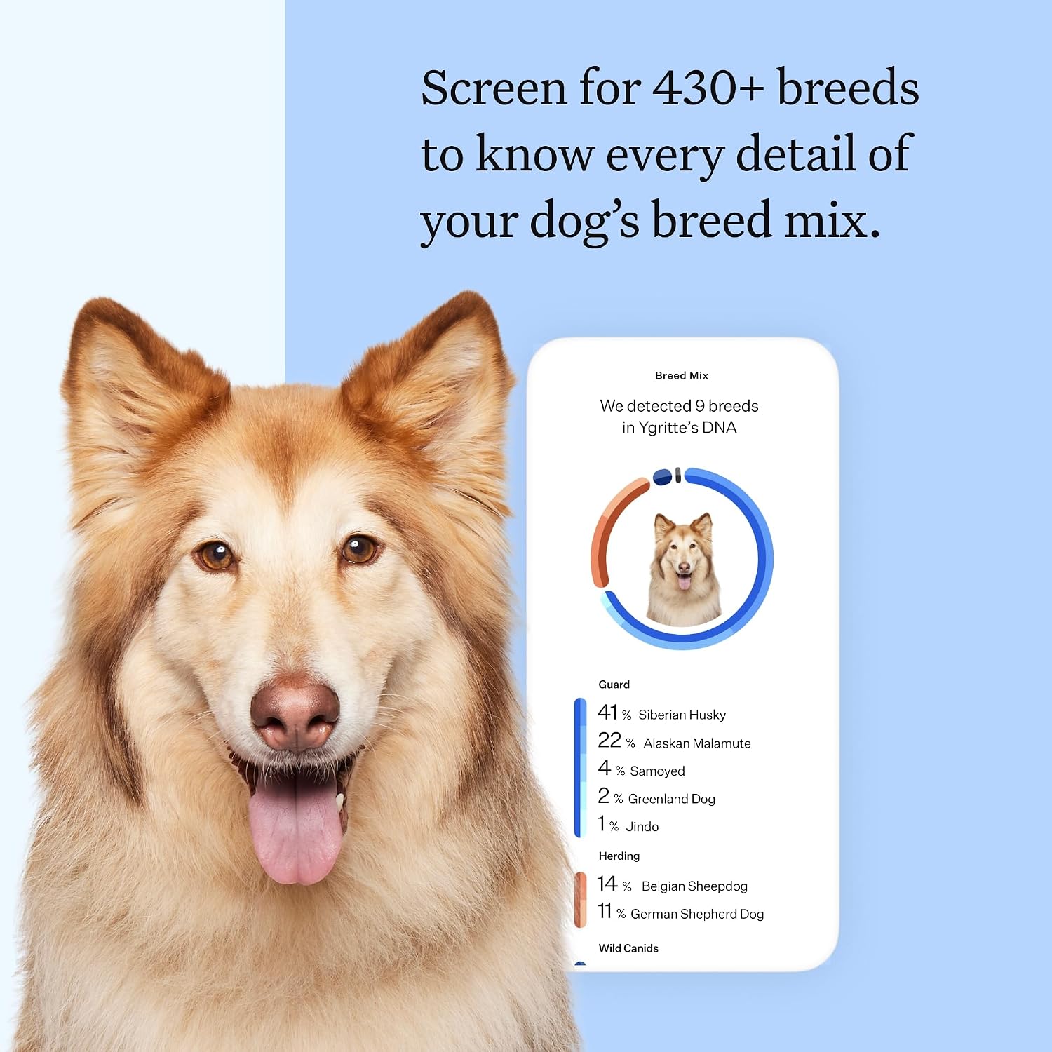 Wisdom Panel Breed Discovery Dog DNA Test Kit 430+ Breeds, MDR1 Health Test