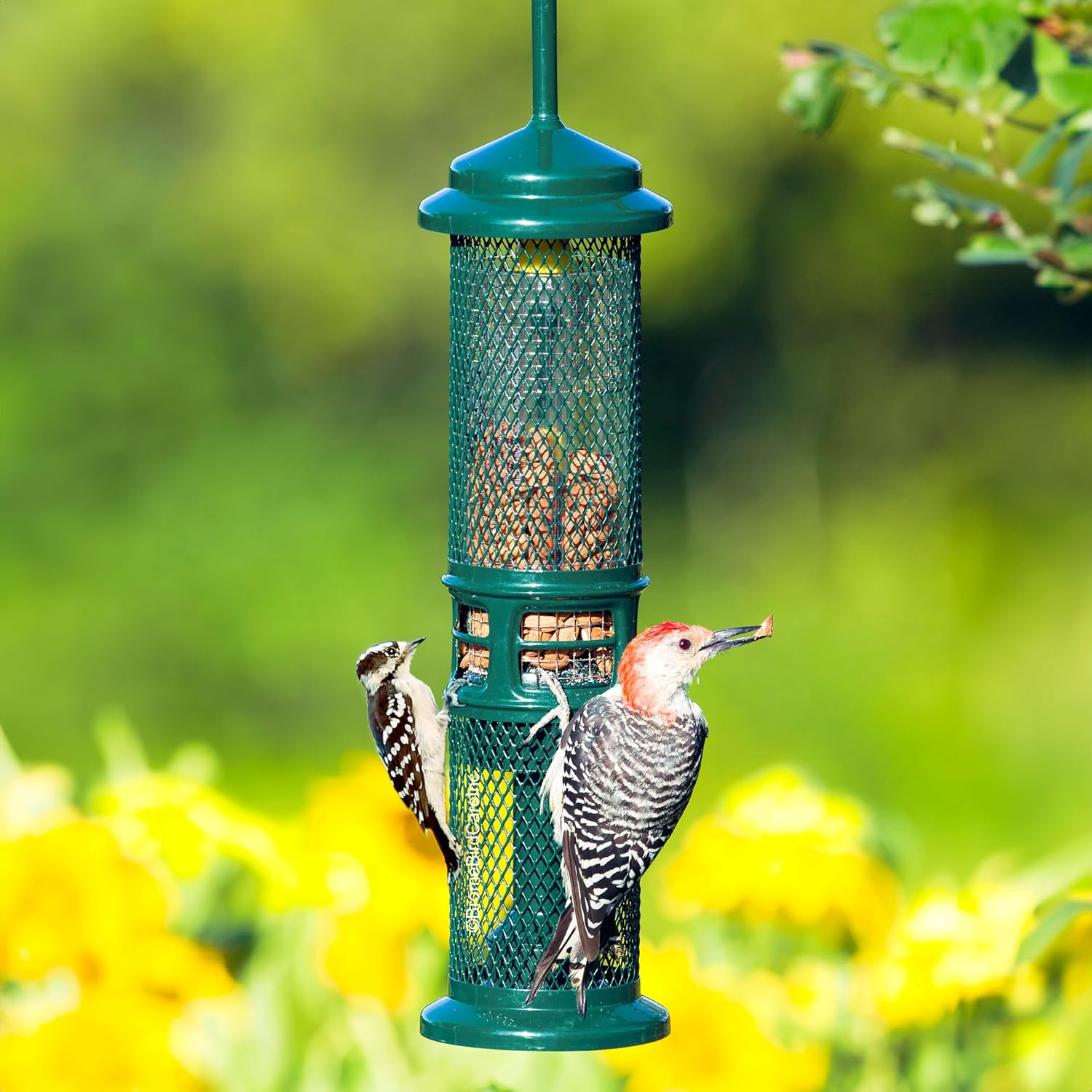 Squirrel Buster Nut Feeder Squirrel-Proof Bird Feeder for Shelled Peanuts & Dried Fruit, Weight-Adjustable, Woodpecker Friendly, 1.3lb Capacity with 2 Interchangeable Meshes