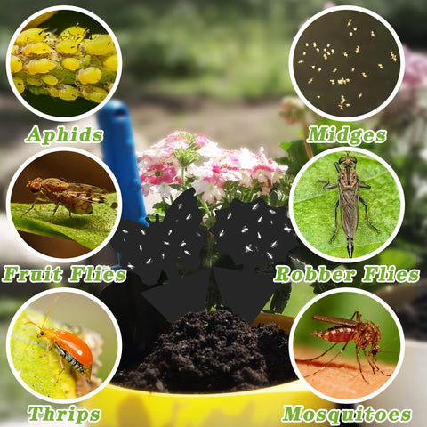 Landisun 120PCS Fruit Fly Traps Sticky Traps Fungus Gnat Traps Insect Bug Traps for Indoor Outdoor Kitchen Plants Whitefly Mosquitos Fungus Gnats Flying Insects