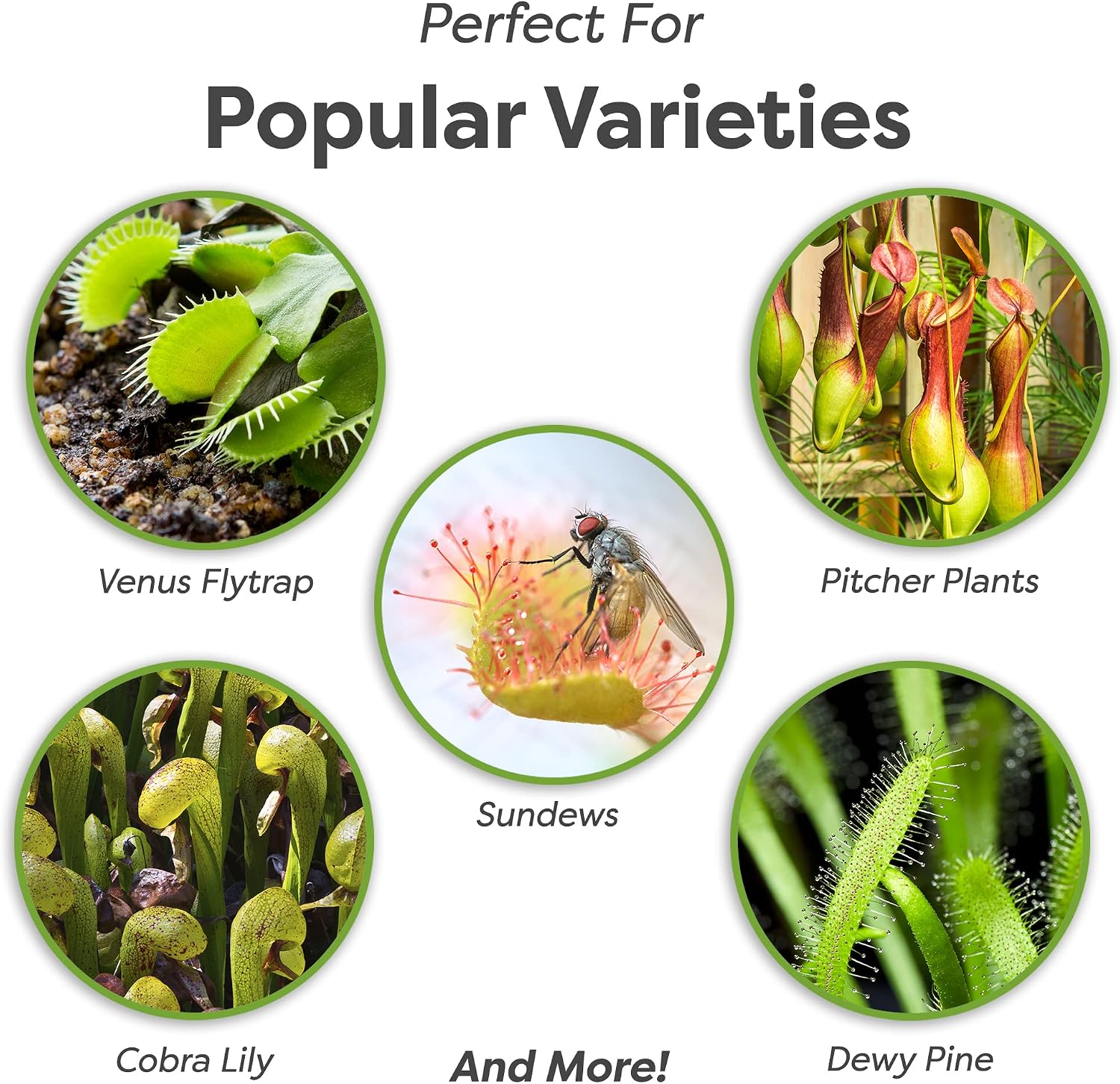 Perfect Plants Carnivorous Plant Soil, 1 qt, Venus Fly Trap Potting Mix