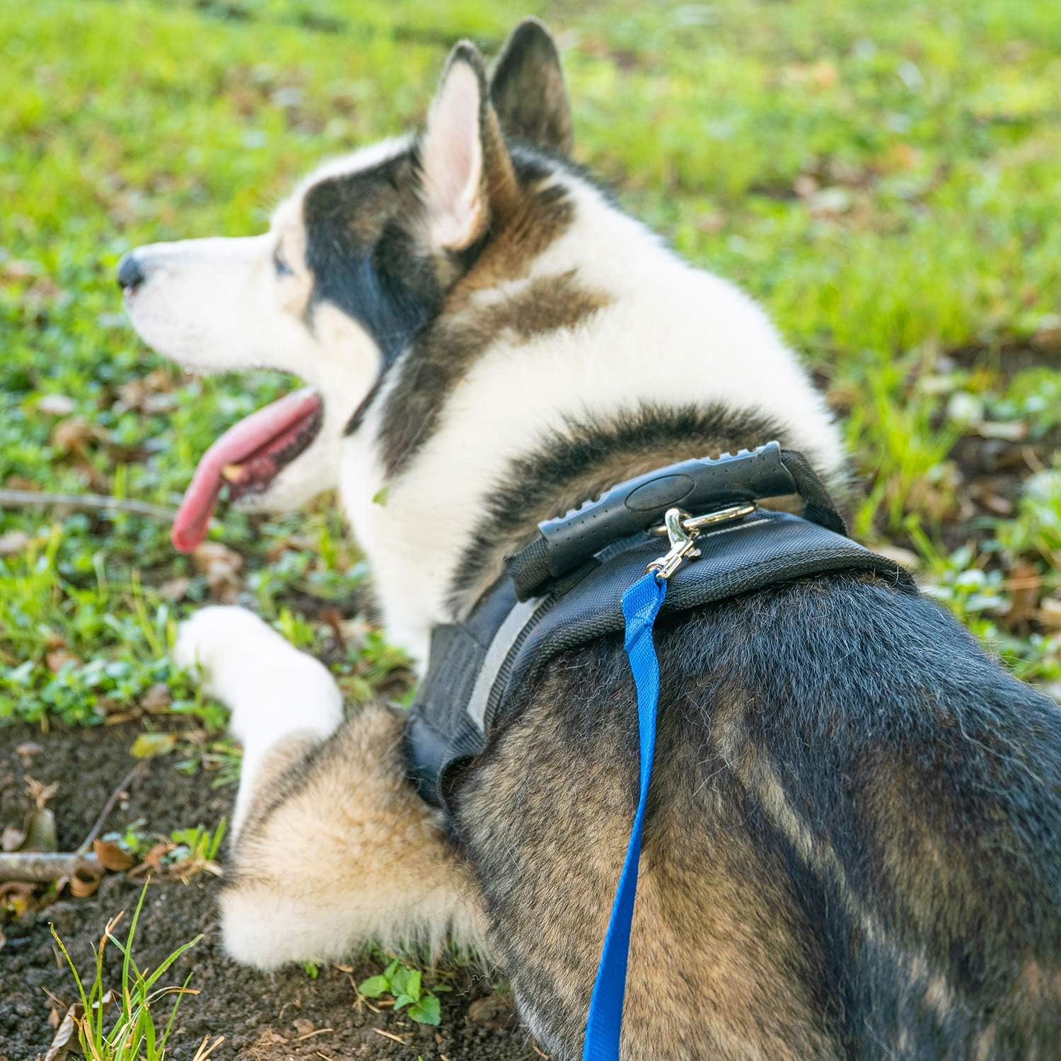 Hi Kiss Dog/Puppy Obedience Recall Training Agility Lead/Leash - 15ft 20ft 30ft 50ft 100ft - Great for Play, Camping, or Backyard - Black