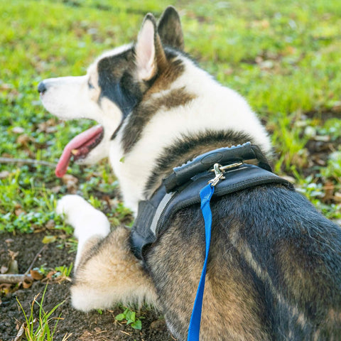 Hi Kiss Dog/Puppy Obedience Recall Training Agility Lead/Leash - 15ft 20ft 30ft 50ft 100ft - Great for Play, Camping, or Backyard - Black