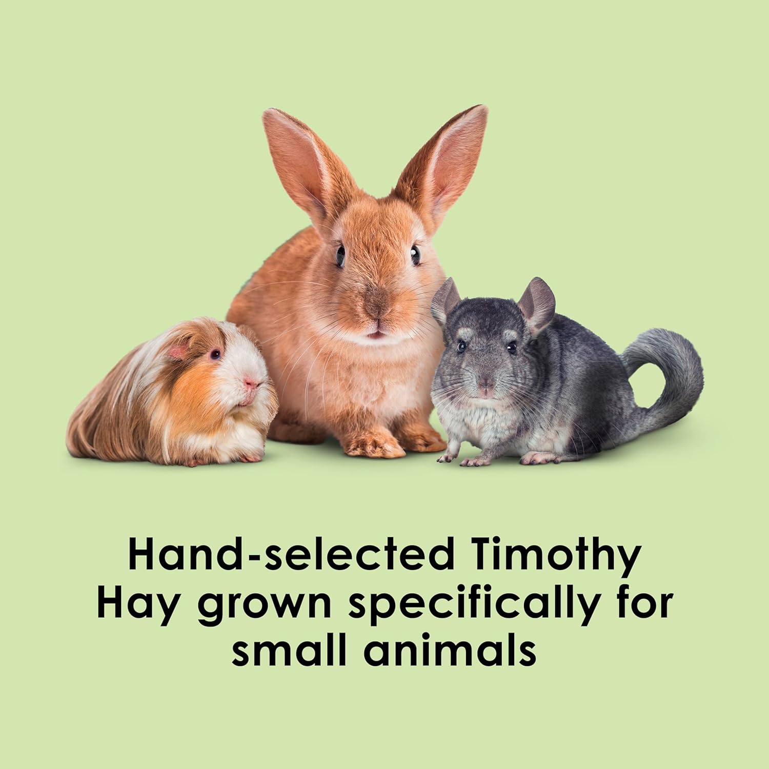 Kaytee Wafer Cut Timothy Hay for Rabbit & Guinea Pigs, 60 Ounce