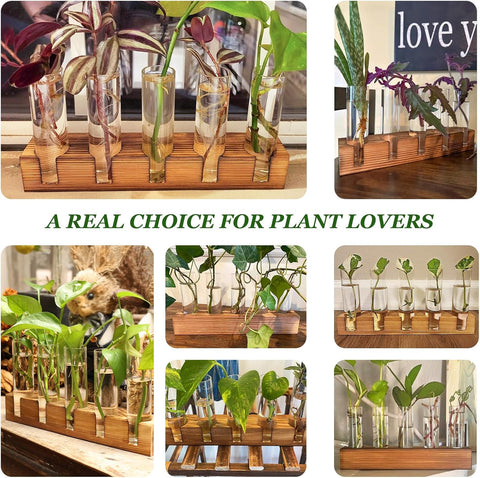 Renmxj Plant Propagation Station, Plant Terrarium with Wooden Stand