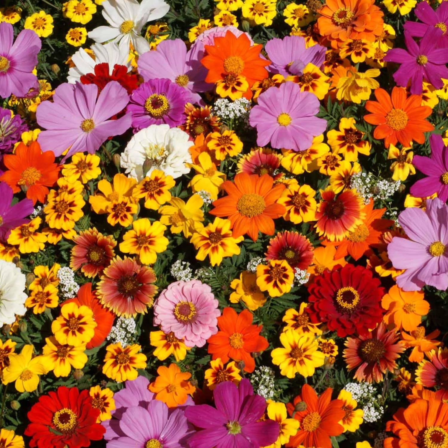 Mountain Valley Seed Co National Wildflower Seed Collection – Perennial Mix