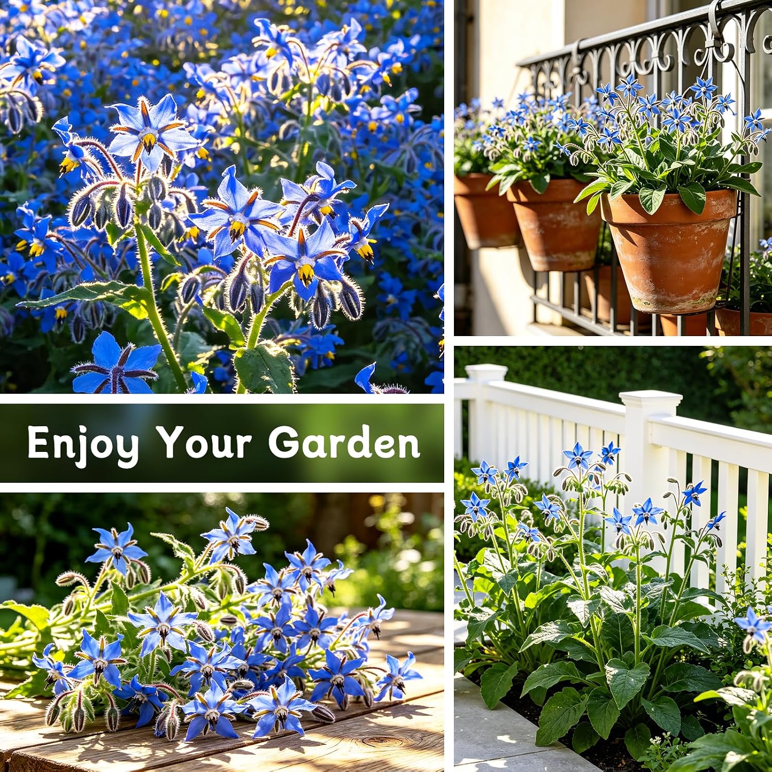 LUOJIBIE Borage Seeds, 2,000+ Blue Borage Seeds for Planting Outdoor & Indoor, Flower Seeds Bulk for Garden, Non-GMO & Heirloom, Easy to Grow