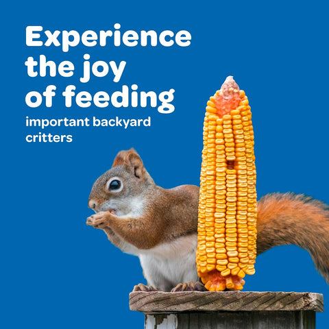 Kaytee Corn on the Cob for Wildlife Feeding, Squirrels & Deer, 6.5 lb