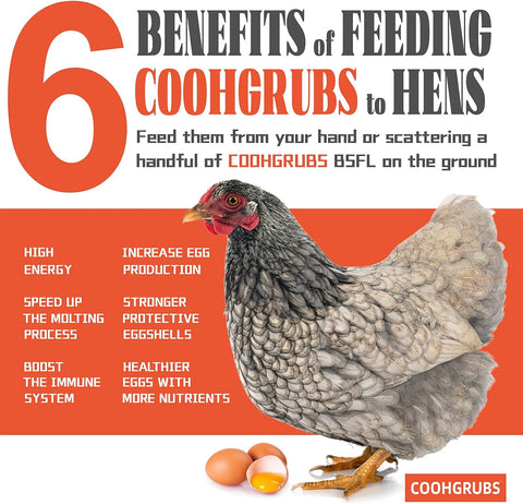 COOHGRUBS 10LB Non-GMO Dried Black Soldier Fly Larvae Chicken Treats