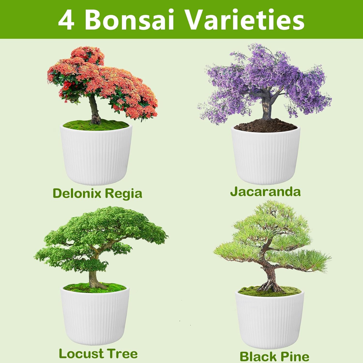 Bonsai Tree Kit, Bonsai Starter Kit with Seeds & Tools, Tree Live Plants Indoor, Gardening Gifts for Women Men Mom Father Plant Lover, Birthday Gifts for Women, Father Day Gifts