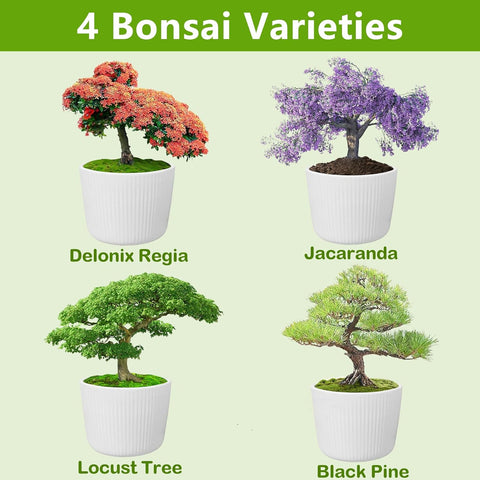Bonsai Tree Kit, Bonsai Starter Kit with Seeds & Tools, Tree Live Plants Indoor, Gardening Gifts for Women Men Mom Father Plant Lover, Birthday Gifts for Women, Father Day Gifts