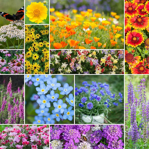 Eden Brothers Deer Resistant Wildflower Mixed Seeds for Planting, 1 lb