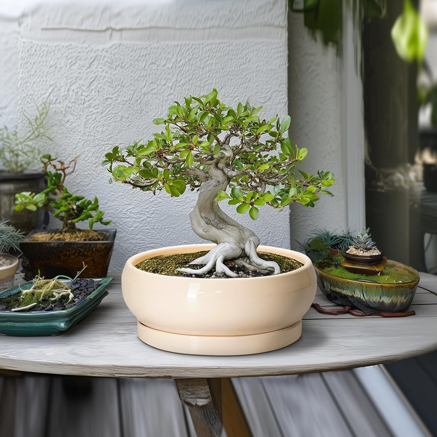 Bonsai Pots - 10 Inch Ceramic Succulent Planters Indoor Outdoor, Bonsai Planters with Drainage Hole and Saucer, Round Shallow Planter, Bowl Planter, House Decor, Gifts for Plant Lover, Beige