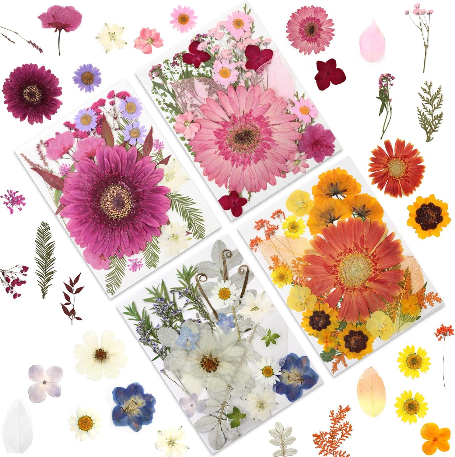 LUXEEASE 100P Vibrant Colors Large Dried Pressed Flowers