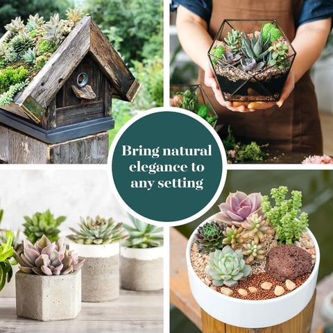 Shop Succulents Endless Summer Succulent Pack Collection - Live Mini Succulent Plants, Low Maintenance, Colors & Textures - Wedding and Party Favors, Gift & Garden, Pack of 20