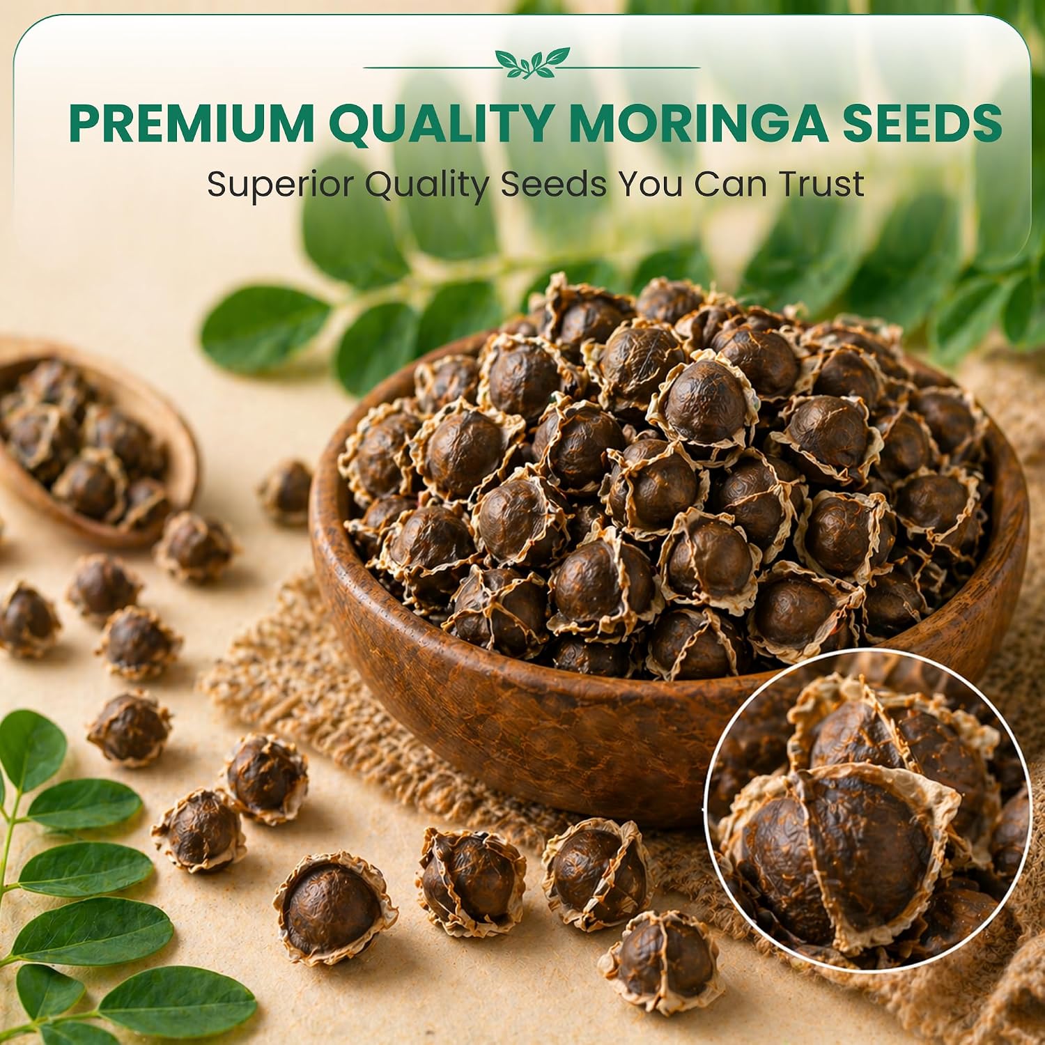 Moringa Seeds 2 oz, 200+ PKM1 Seeds for Eating & Planting