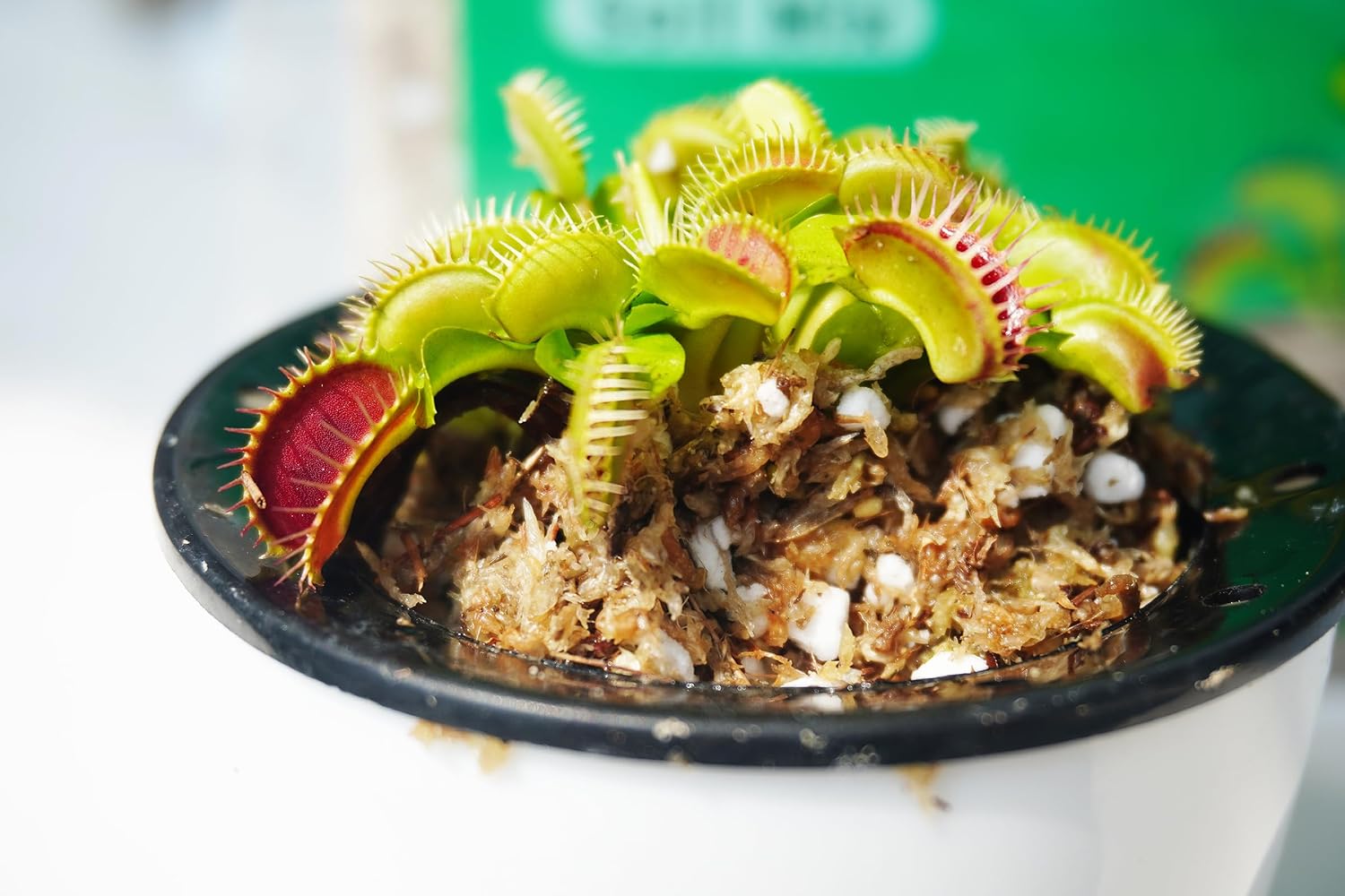 Carnivorous Plant Soil Mix 2 Qts, Include Perlite and Sphagnum Moss Debris, Great Potting Soil for Venus Fly Traps, Pitcher Plants, Sundews