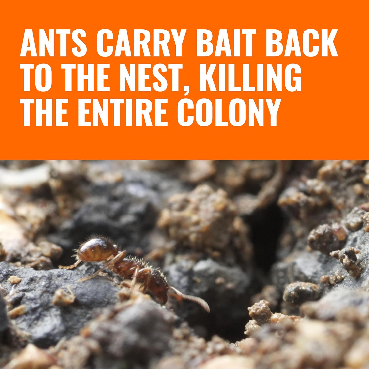 TERRO T1804-6 Outdoor Ready-to-Use Liquid Ant Bait Killer and Trap - Kills Common Household Ants - 4 Bait Stations