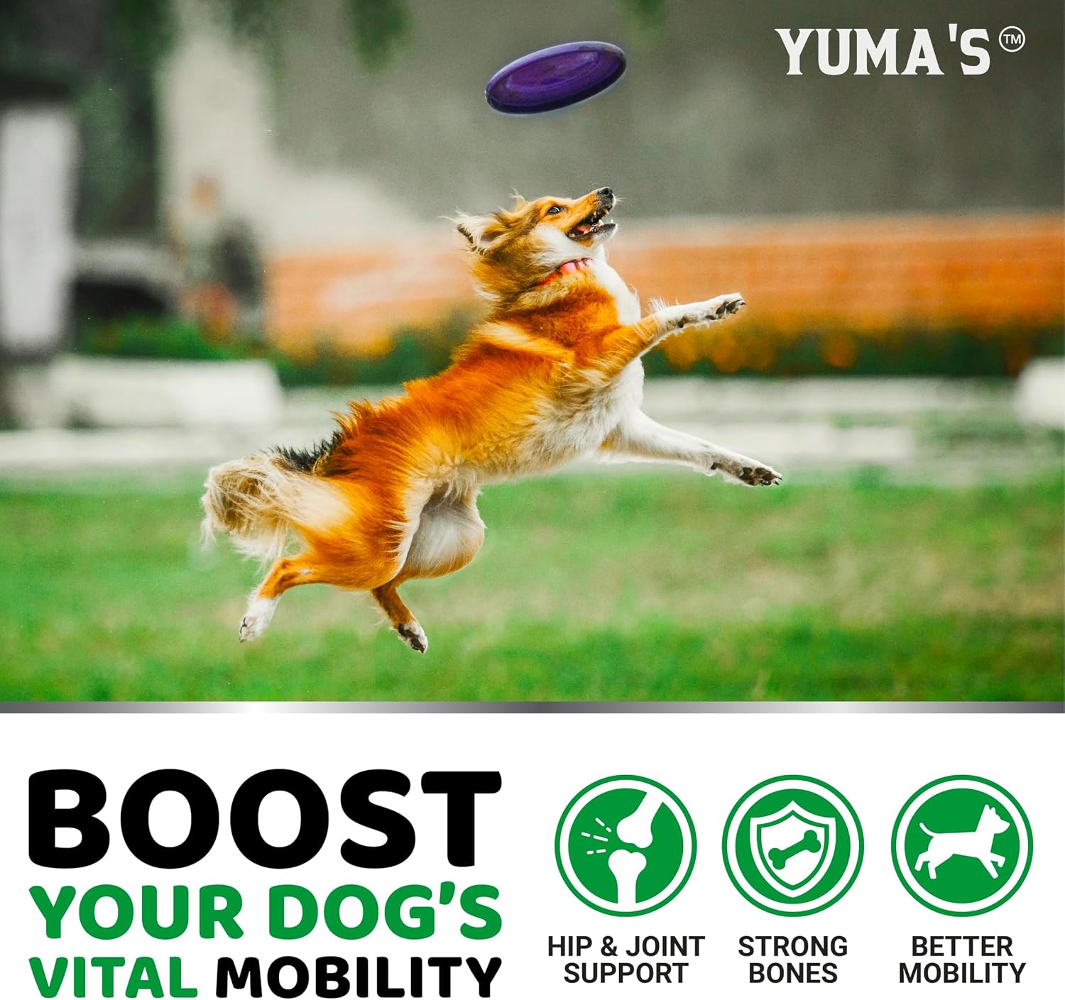 YUMA'S Glucosamine for Dogs - 240 Chews - Hip & Joint Supplement for Dogs