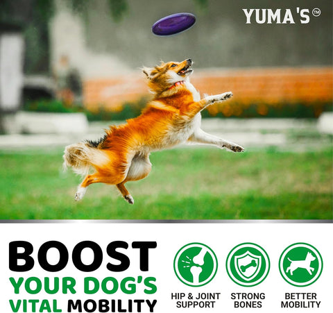 YUMA'S Glucosamine for Dogs - 240 Chews - Hip & Joint Supplement for Dogs