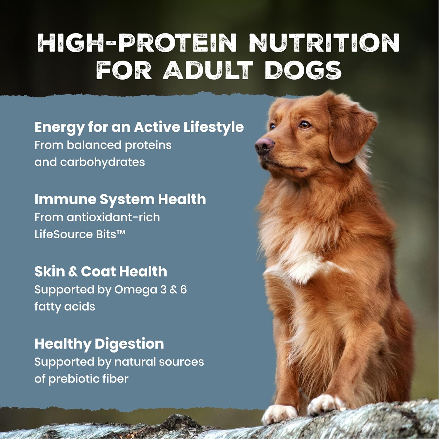 Blue Buffalo Wilderness Chicken & Wholesome Grains Adult Dry Dog Food 4.5lb
