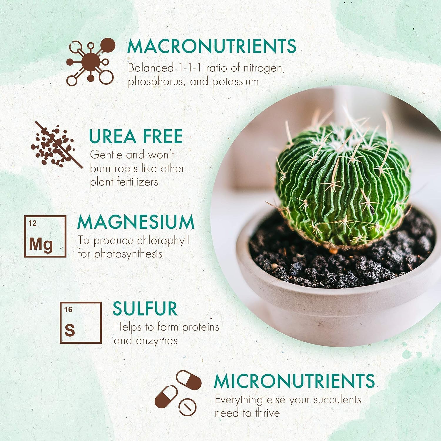 Cactus & Succulent Indoor Plant Fertilizer, Long Lasting Formula, 5oz