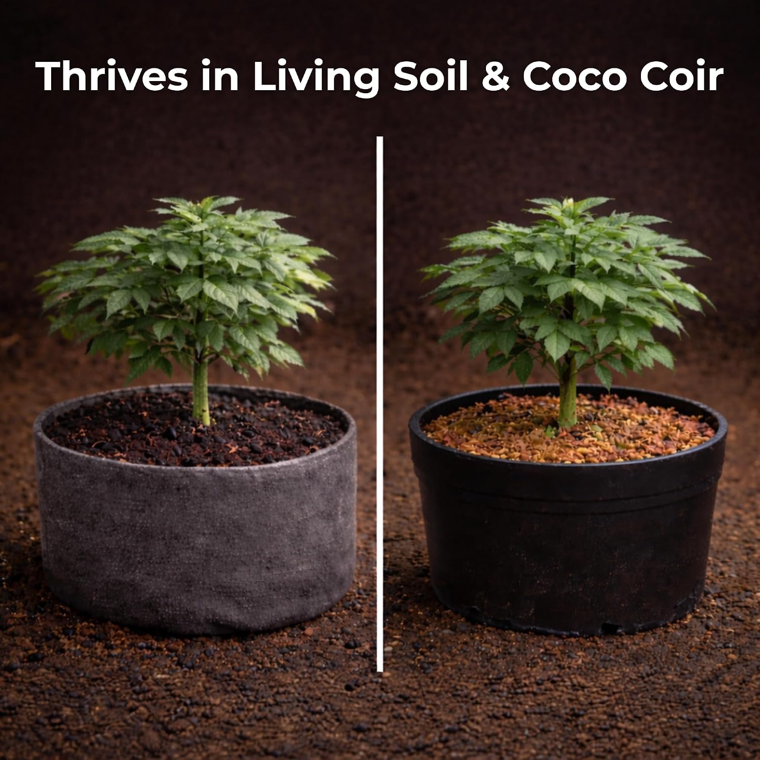 Real Growers Recharge – 5lb | Mycorrhizae Soil Microbe Inoculant for Living Soil & Coco Coir | Improves Nutrient Uptake & Root Growth