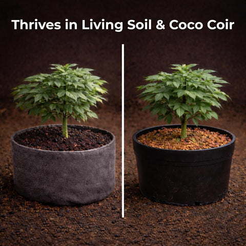 Real Growers Recharge – 5lb | Mycorrhizae Soil Microbe Inoculant for Living Soil & Coco Coir | Improves Nutrient Uptake & Root Growth