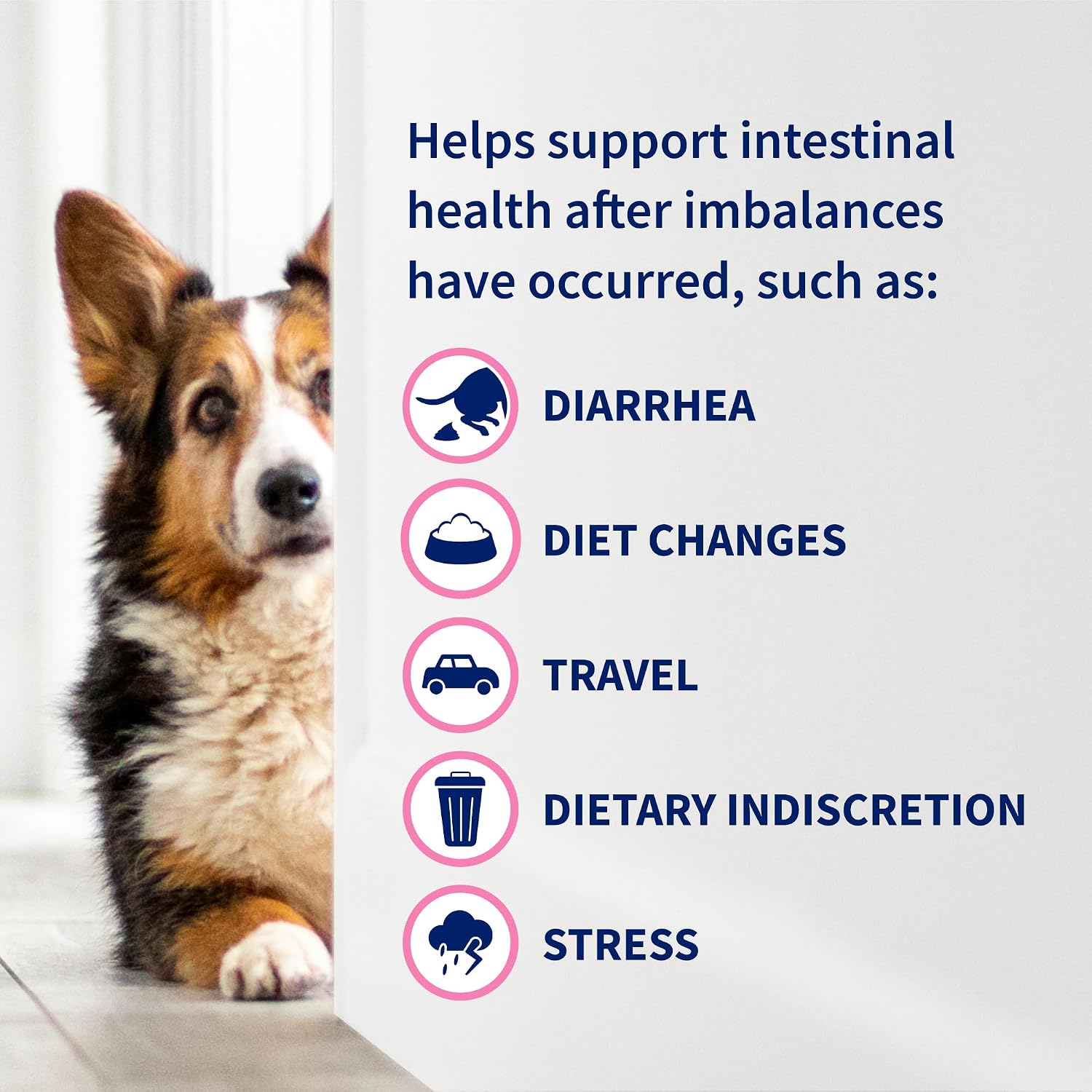 Nutramax Proviable Probiotics + Prebiotics for Dogs, Diarrhea Support Kit