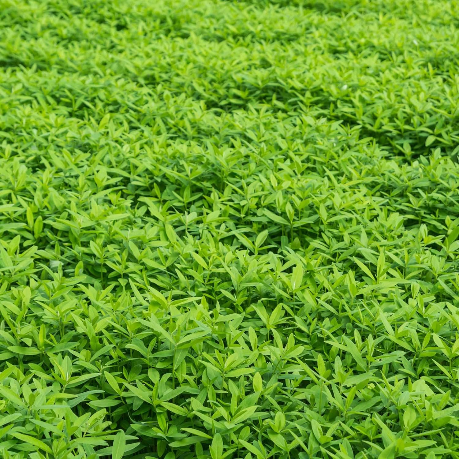 Mountain Valley Seed Co No-Till Farm and Garden Cover Crop Mix Seeds