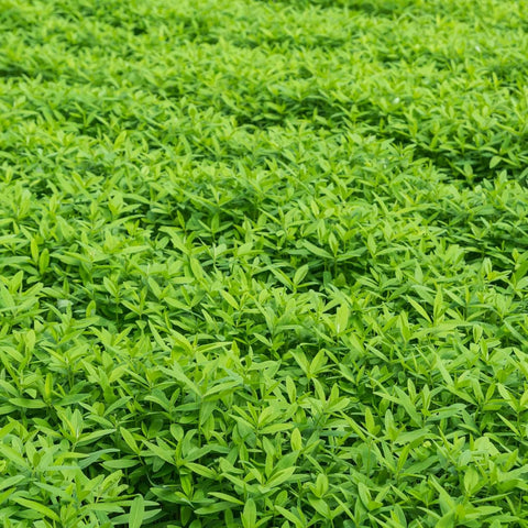 Mountain Valley Seed Co No-Till Farm and Garden Cover Crop Mix Seeds