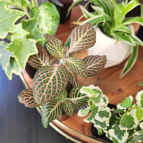 Easy to Grow Live Houseplants (6 Pack), Deluxe Collection of Assorted Air Purifying Indoor Plants, Peperomia, Spider Plants, No Duplicates, Pothos, Easy Plant Care, 2 in Pots, Begonia, Croton