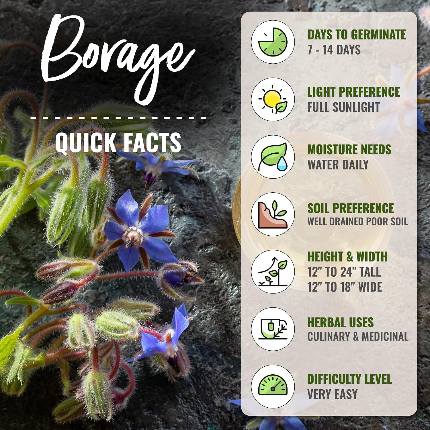Seed Needs Herb Seeds to Plant Blue Borage - Heirloom Non-GMO Herbs 5 Packs