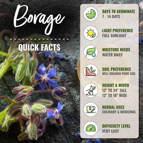 Seed Needs Herb Seeds to Plant Blue Borage - Heirloom Non-GMO Herbs 5 Packs