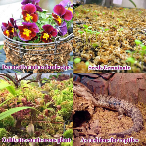 Legigo 5.3OZ Sphagnum Moss for Plants - 6QT Natural Long Fibers Orchid Moss