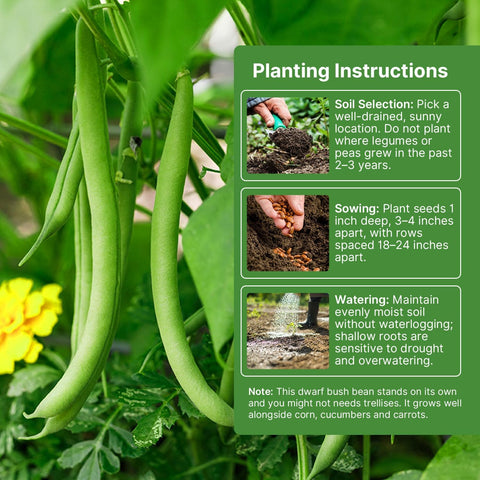 Groundio 30+ Contender Bush Green Bean Seeds - Phaseolus Vulgaris