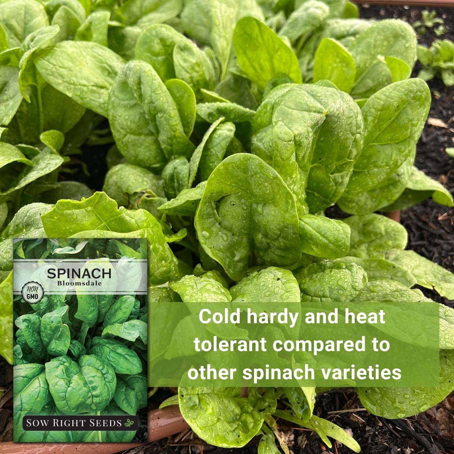 Sow Right Seeds- Bloomsdale Spinach Seed for Planting Your Vegetable Garden
