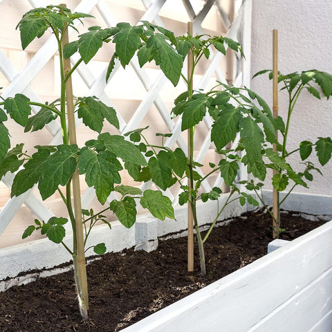 Plant Stakes,16IN Natural Garden Bamboo Sticks, 20Pcs Plant Support Stakes