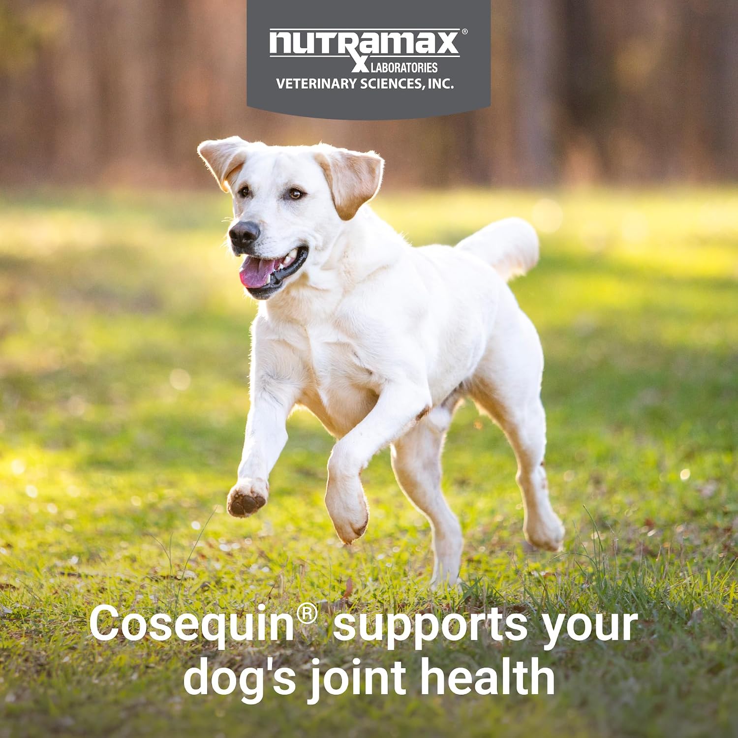 Nutramax Cosequin Joint Supplement for Dogs, MSM+HA, Chew Tablets, 250ct