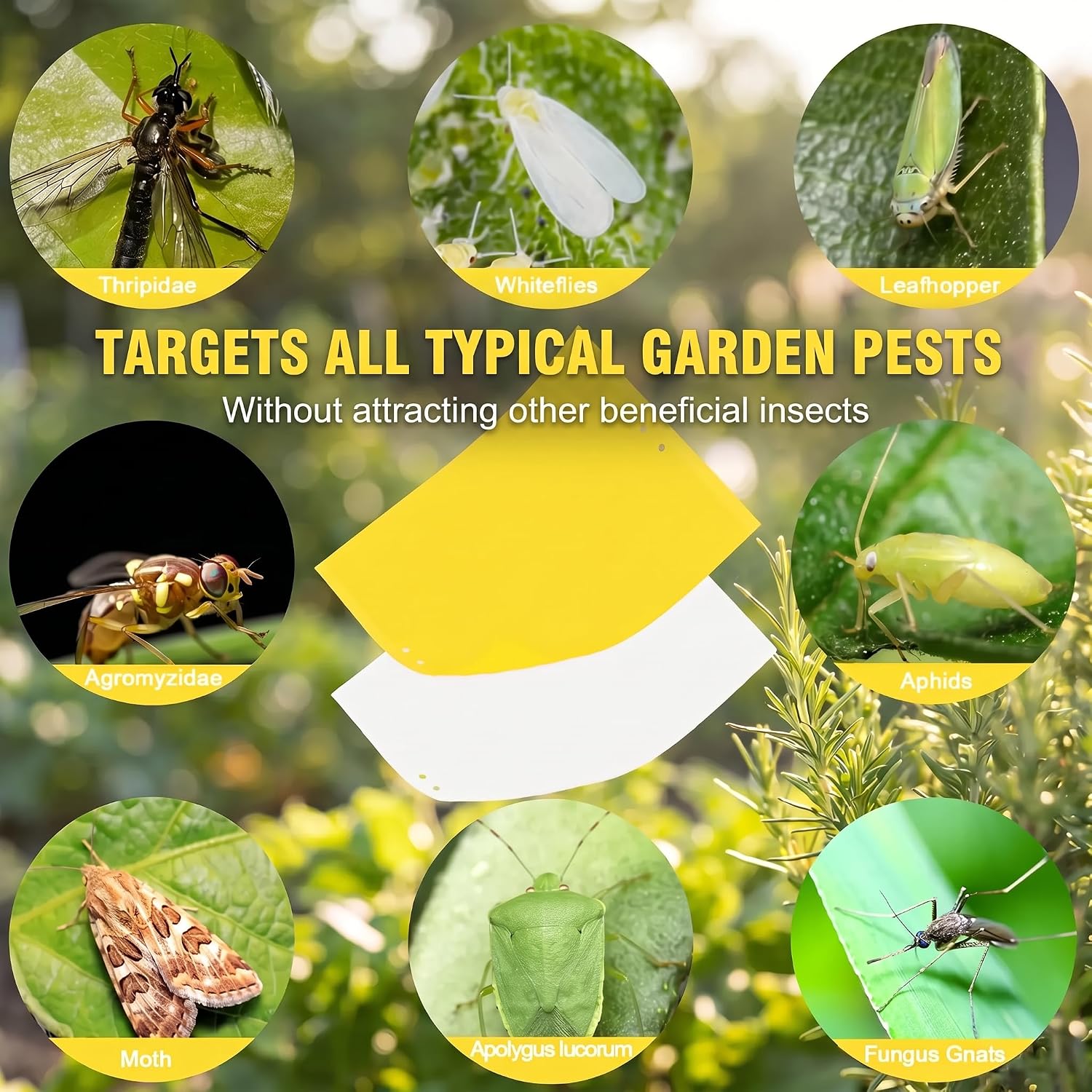60 Pack Yellow Sticky Traps for Gnats, Fruit Fly Traps for Indoors Plants