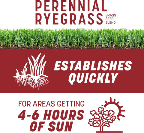 Pennington Smart Seed Perennial Rye Grass Seed Plus Fertilizer, 3 lb
